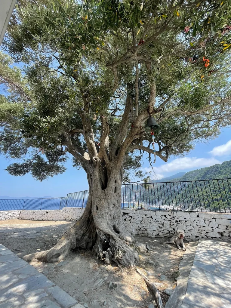 Fotoğraf: Yaprak Çetinkaya-Skopelos Adası- Yunanistan