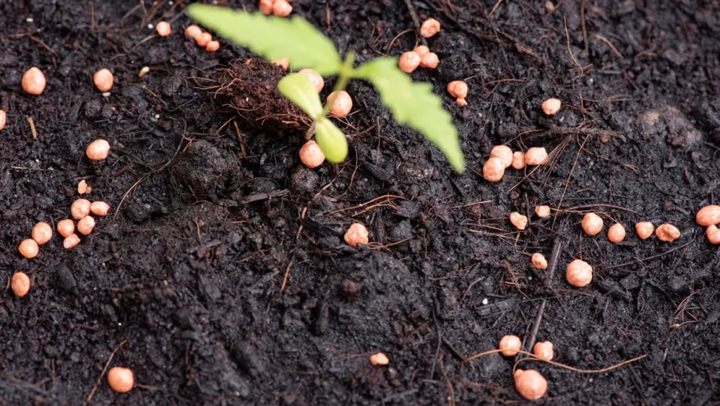 Her Hâli Bereket Bilmek ve Affetmek