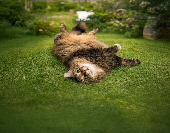 Bir Kedi Hayatınıza Girdiğinde Aslında Ne Değişir? 17 Şubat Dünya Kediler Günü