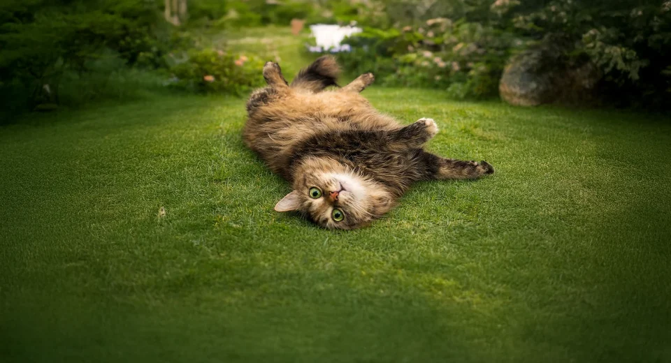 Bir Kedi Hayatınıza Girdiğinde Aslında Ne Değişir? 17 Şubat Dünya Kediler Günü