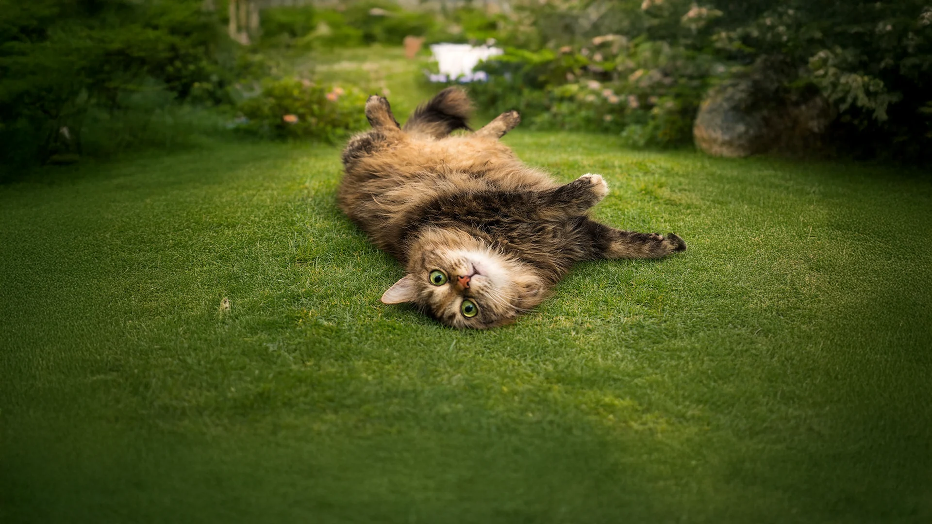 Bir Kedi Hayatınıza Girdiğinde Aslında Ne Değişir? 17 Şubat Dünya Kediler Günü