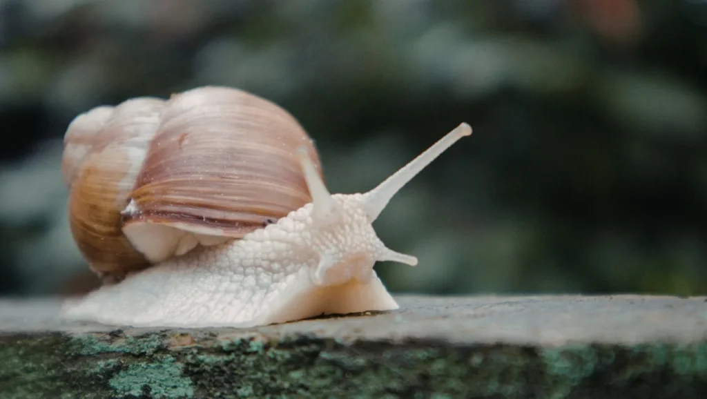 Slow living yaklaşımında amaç: